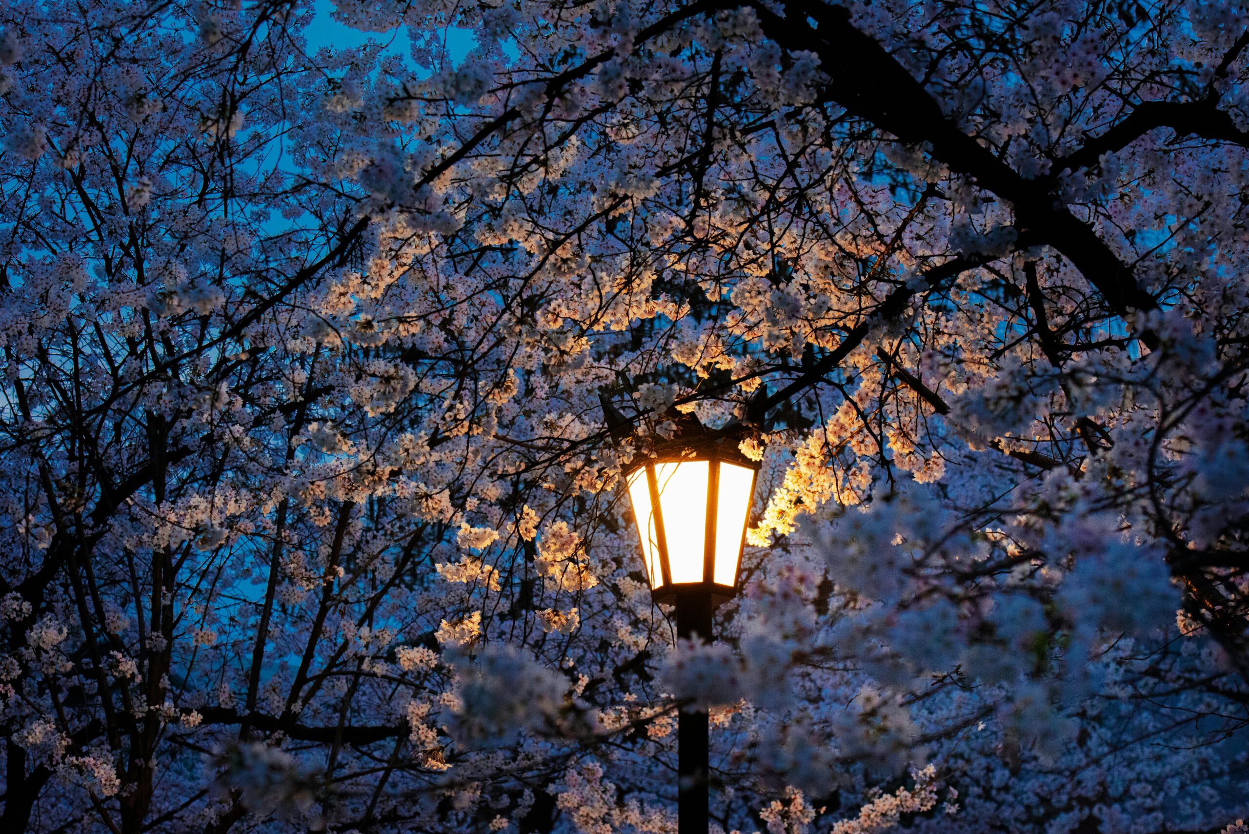 Lit street lantern, surrounded by branches of cherry blossoms